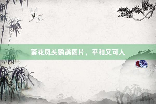 葵花凤头鹦鹉图片，平和又可人